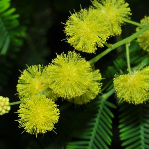 Acacia dealbata Silver Wattle 10_Seeds image 3