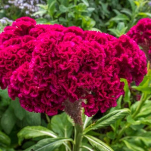Celosia argentea Cristata | Cockscomb | 100_Seeds