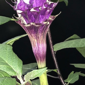 Datura metel Triple Purple / 20 semillas