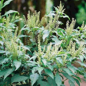Ocimum gratissimum | West African Wild Clove Basil | 100_Seeds
