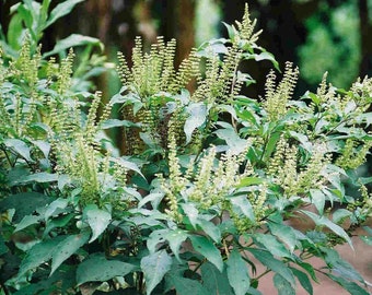 Ocimum gratissimum | West African Wild Clove Basil | 50_Seeds