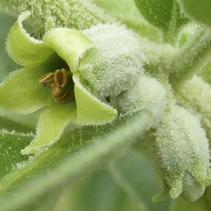 Puede incluir: Primer plano de una flor verde con capullos blancos y peludos. La flor tiene forma de estrella de cinco puntas y est&aacute; cubierta por una fina capa de pelusa blanca.