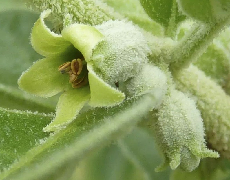 Puede incluir: Primer plano de una flor verde con capullos blancos y peludos. La flor tiene forma de estrella de cinco puntas y est&aacute; cubierta por una fina capa de pelusa blanca.