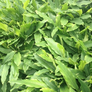May include: A close-up of a large patch of green leaves. The leaves are long and narrow, with a slightly pointed tip. They are arranged in a dense, overlapping pattern, creating a lush and vibrant texture.