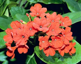 Cordia sebestena | Siricote | Kopte | Geiger Tree | Geranium | Anaconda |5_Seeds