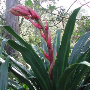 Beschorneria yuccoides | Mexican Lily | 10_seeds