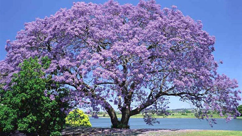 Paulownia fortunei Dragon Tree Fortunes Empress Sapphire 100_Seeds image 5