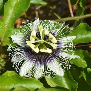 Passiflora edulis Flavicarpa | Yellow Passionfruit | 20_Seeds