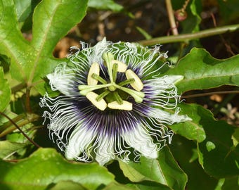 Passiflora edulis Flavicarpa | Yellow Passionfruit | 20_Seeds