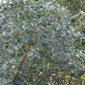 Ficus amplissima Indian Bat Tree & Fig Pimpri Pipri Pipali 100_Seeds image 4