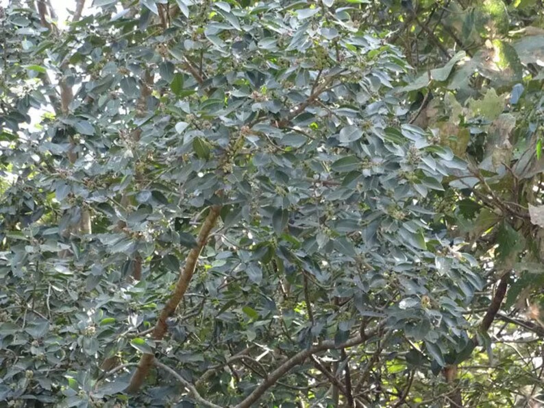 Ficus amplissima Indian Bat Tree & Fig Pimpri Pipri Pipali 100_Seeds image 4