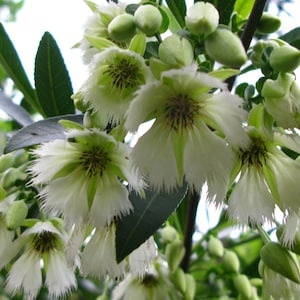 Elaeocarpus floribundus | Indian Olive | Jalpai | 5_Seeds