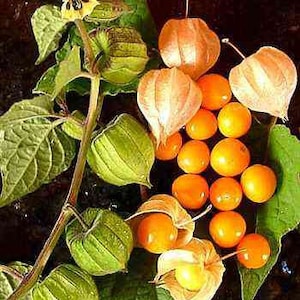 Physalis peruviana | Cape Gooseberry |Peruvian Ground Cherry|PohaBerry| 50_Seeds