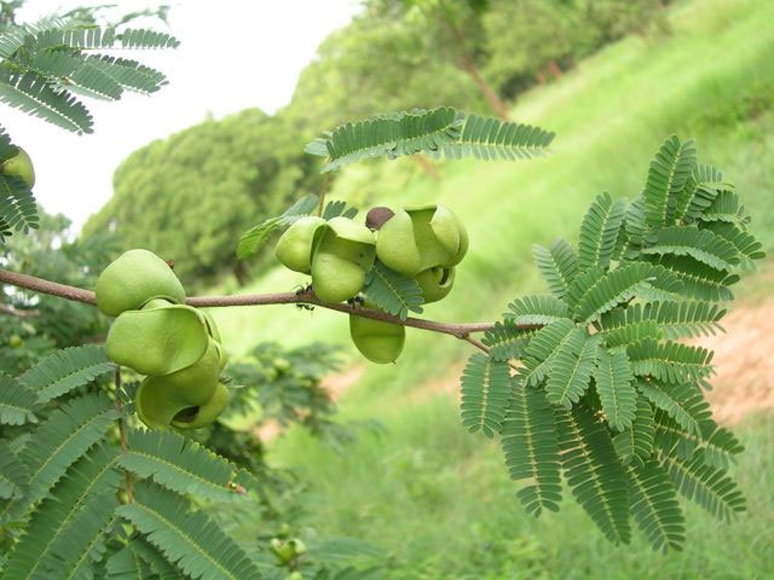 caesalpinia-coriaria-american-sumac-divi-divi-cascalote-20-seeds