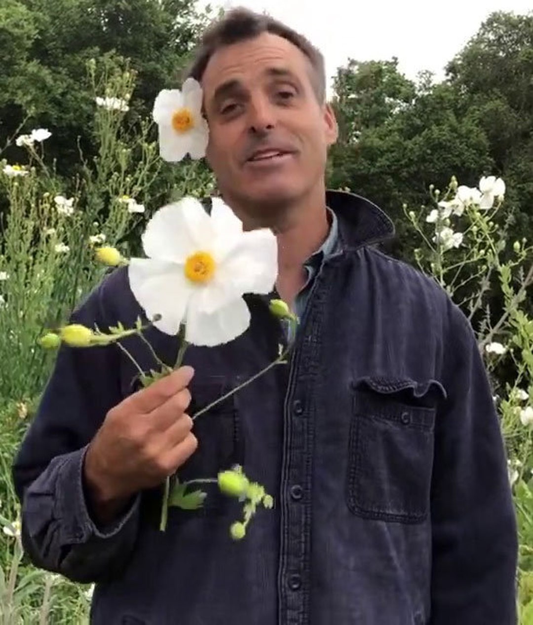 Romneya Coulteri California Tree Poppy Coulters Matilija 50_seeds Etsy