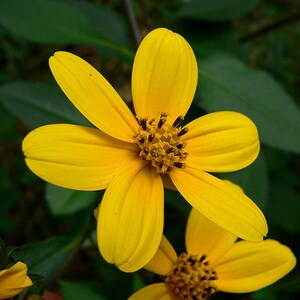 Coreopsis mutica | 20_seeds