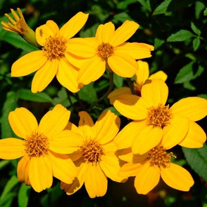 Tagetes lemmonii | Shrub Marigold | Mexican Bush | Mount Lemmon | 50_Seeds