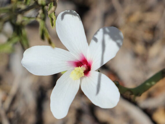 Abelmoschus Ficulneus | White Wild | Musk Mallow | Native Rosella