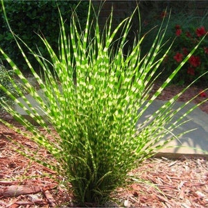 Miscanthus sinensis Zebrinus | Zebra Grass | 10_Seeds