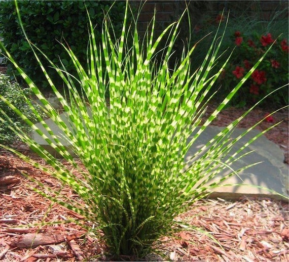 Miscanthus sinensis Zebrinus / Hierba cebra / 10_Seeds - Etsy México