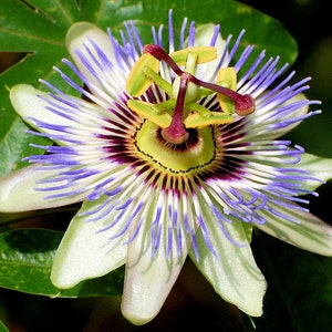 Passiflora caerulea| Blue Hardy Passion Flower| 10_Seeds