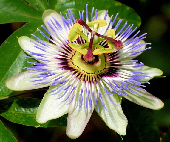 Passiflora Caerulea Blue Hardy Passion Flower 10 Seeds Etsy