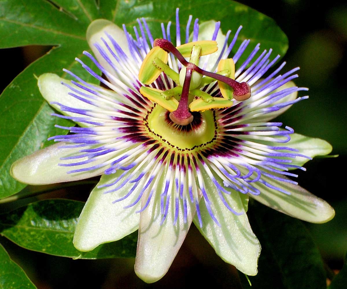 Passiflora Caerulea Blue Hardy Passion Flower 10_seeds Etsy