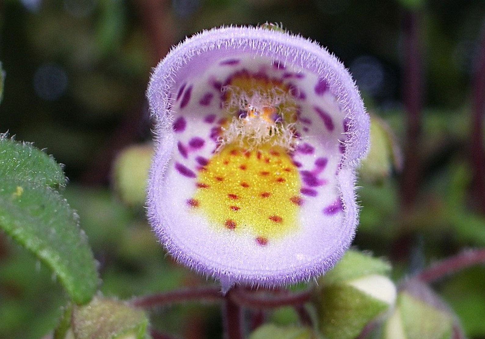 Jovellana violacea