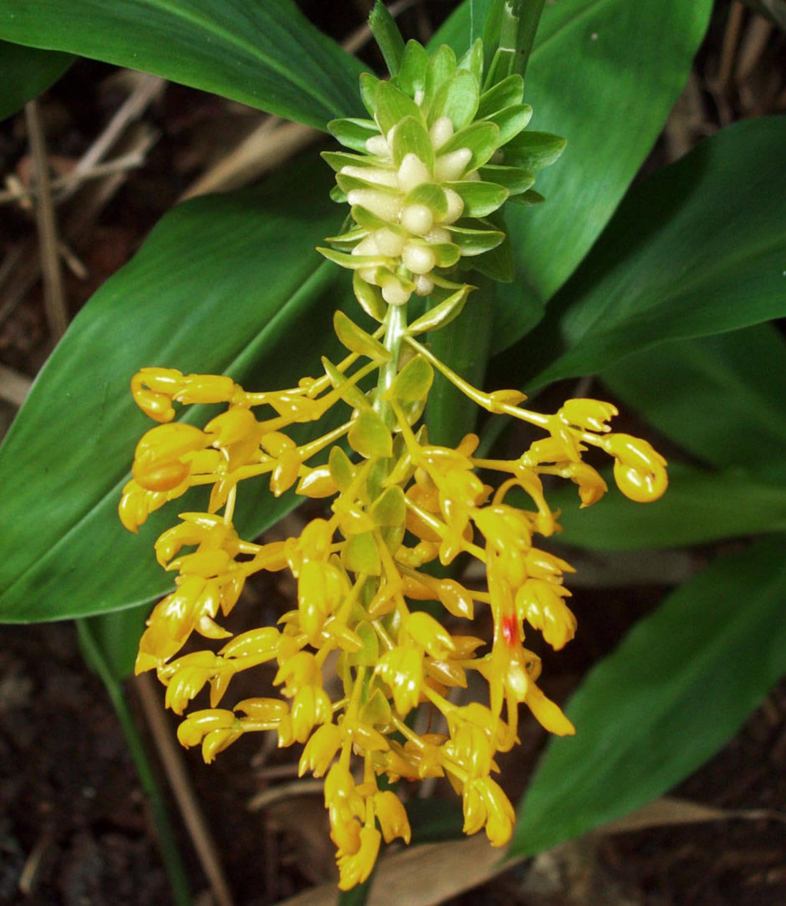 Globba Schomburgkii Dancing Girl Ginger 10_seeds Etsy