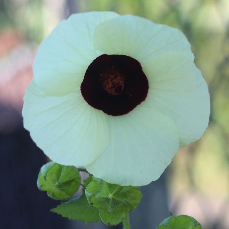 Hibiscus vitifolius Grape Leaved Mallow Tropical Fanleaf 10_Seeds image 1