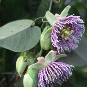 May include: Close-up of passion flowers with intricate purple and white fringed petals, surrounded by green leaves and buds. The flowers have a unique, layered structure, showcasing the beauty of nature.