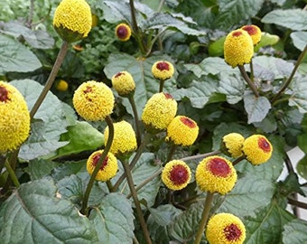 Acmella oleracea | Buzz Buttons | Electric Daisy | Toothache Plant | 20_Seeds