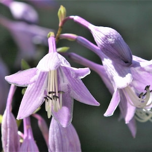 Hosta longipes | Funkia | Plantain Lily | Rock Hosta | Iwa Giboshi | 10_Seeds