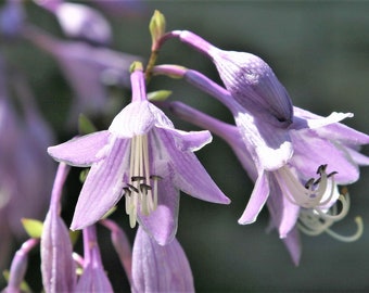 Hosta longipes | Funkia | Plantain Lily | Rock Hosta | Iwa Giboshi | 10_Seeds