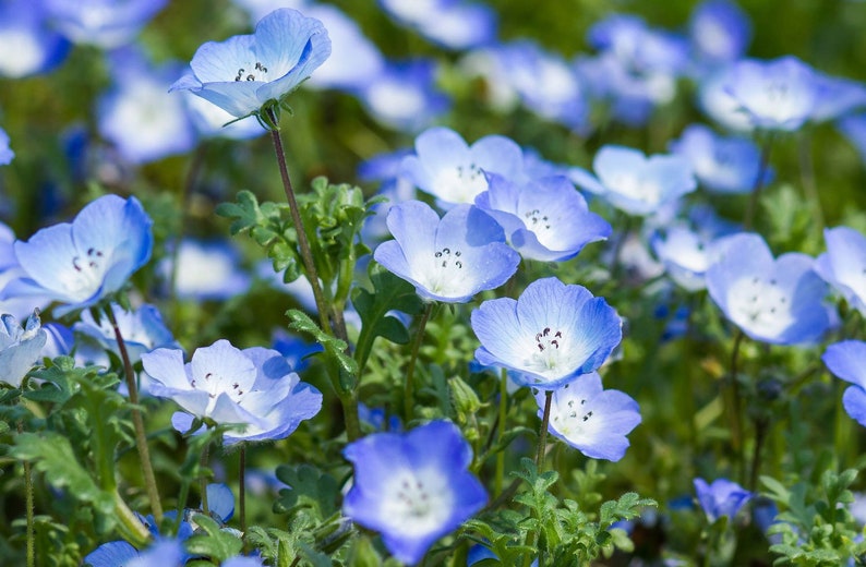 Nemophila menziesii Baby Blue Eyes 50_Seeds image 2