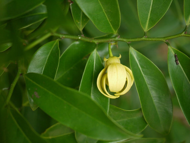 Artabotrys hexapetalus Climbing Ylang Ylang Vine Tail Grape 5_Seeds image 2