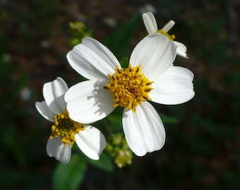 Bidens pilosa | Butterfly Needles | Hairy Beggarticks Spanish Needle | 50_Seeds