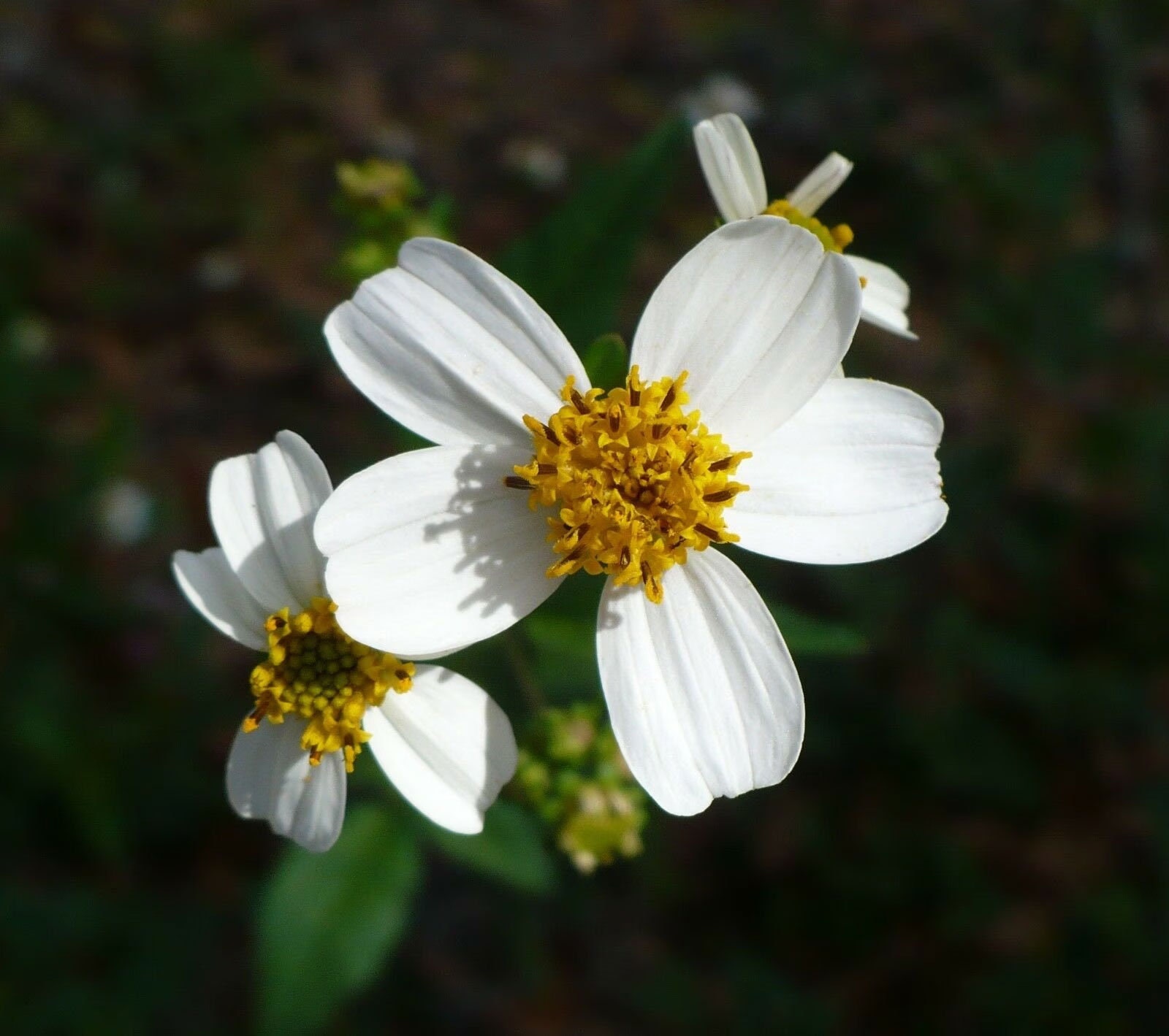 Bidens Pilosa | Butterfly Needles | Hairy Beggarticks Spanish