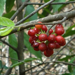 Huberantha cerasoides Polyalthia Cherry Ashok 5_Seeds image 2