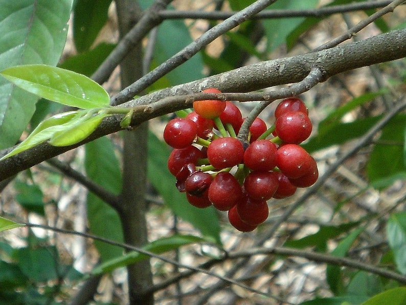 Huberantha cerasoides Polyalthia Cherry Ashok 5_Seeds image 2