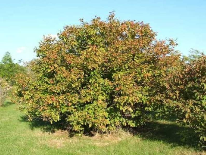 Corylus Americana American Hazelnut 5_seeds Etsy