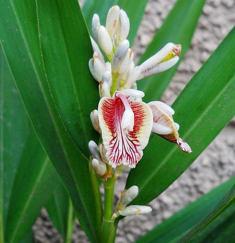 Alpinia galanga Greater Galangal Siamese Ginger 10_Seeds