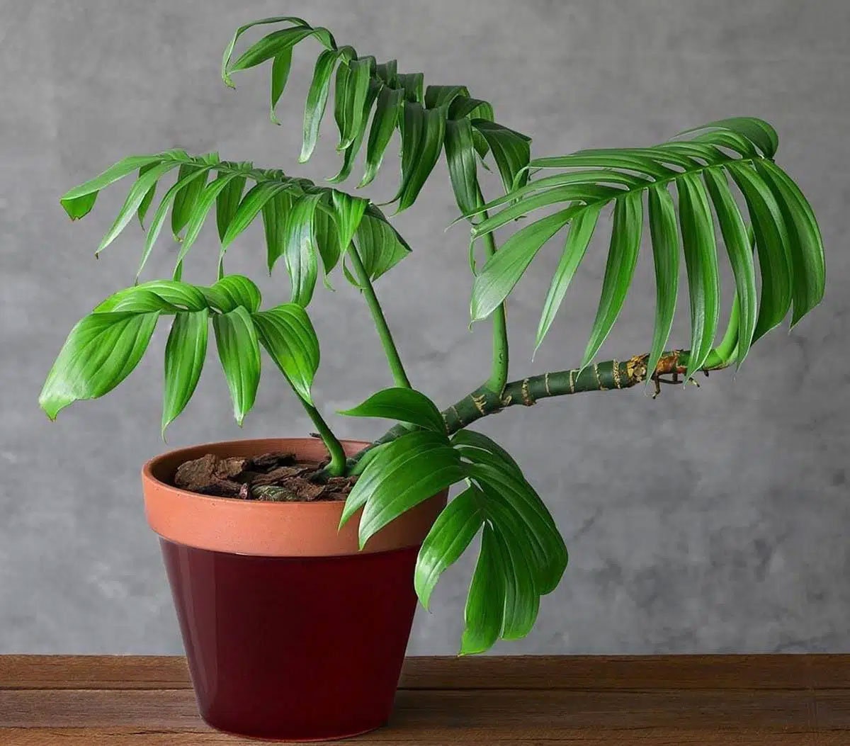 Rhaphidophora decursiva | Kriechender Philodendron | Kieselpflanze |  20_Samen - Etsy.de
