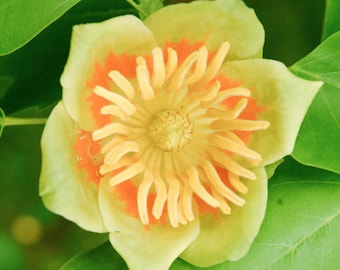 Liriodendron tulipifera | Tulip Poplar Tree | Whitewood | Fiddletree | 10_Seeds