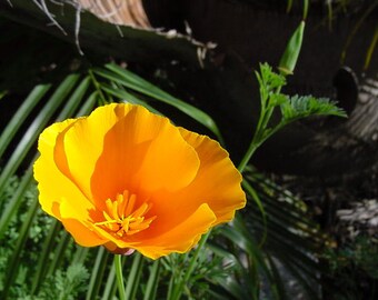 Eschscholzia californica | California Poppy & Sunlight | Cup of Gold | 100_Seeds