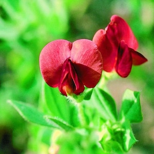Tetragonolobus purpureus | Asparagus Square Podded Pea | Winged Lotus | 5_Seeds