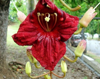 May include: A single red flower with a yellow center and multiple green buds hanging from a branch. The flower has a unique shape with five petals and a deep red color.