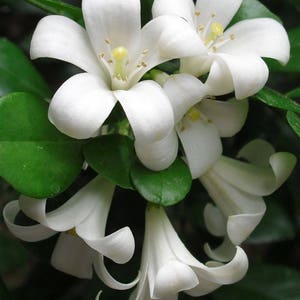 Op de afbeelding: Een tros witte bloemen met delicate bloemblaadjes en gele centra. De bloemen zijn in een boeketvormige opstelling gerangschikt, met enkele bloemblaadjes die overlappen.