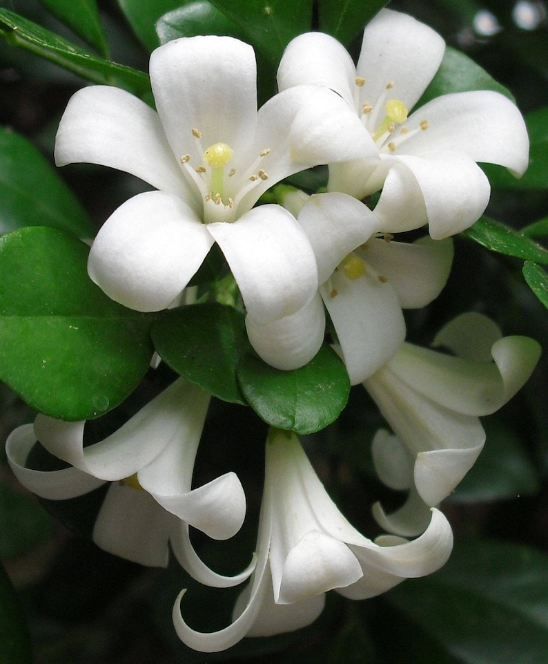 Murraya Paniculata Mock Orange Jasmine Satinwood Etsy