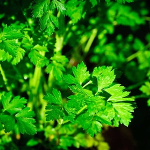 Petroselinum crispum var. neapolitanum | Flat Leaf Italian Parsley | 100_Seeds